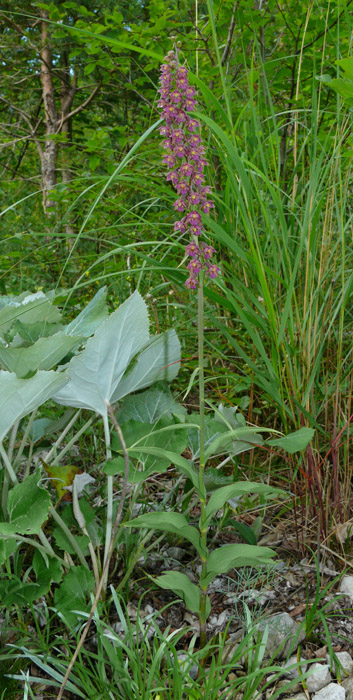 Epipactis atrorubens / Elleborine violacea